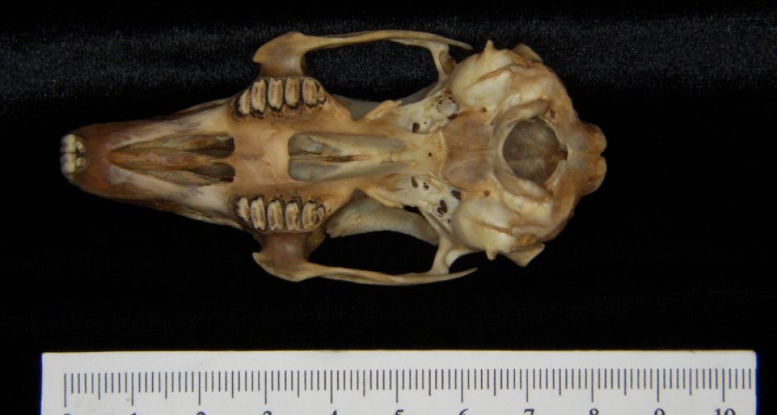 Inferior View Eastern Cottontail Rabbit Cranium