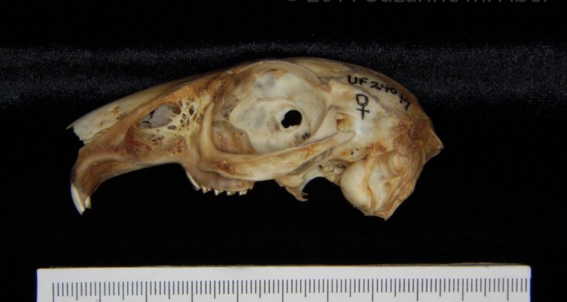 Lateral View Eastern Cottontail Rabbit Cranium