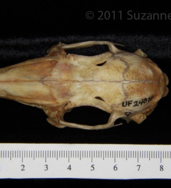 Superior View Eastern Cottontail Rabbit Cranium