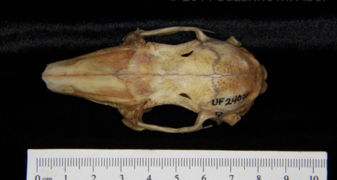 Superior View Eastern Cottontail Rabbit Cranium