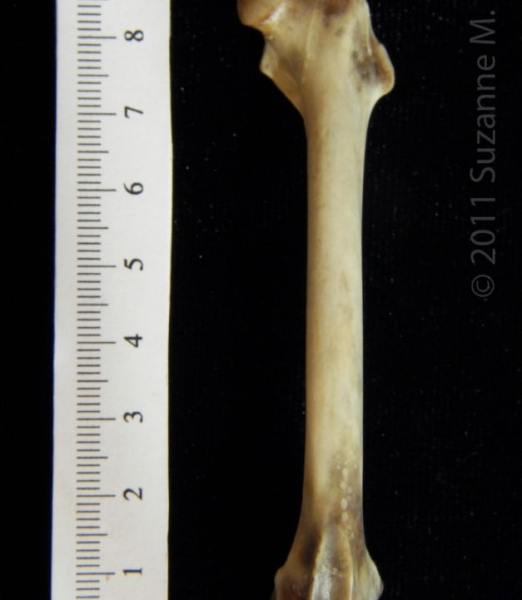 Anterior View Eastern Cottontail Rabbit Femur