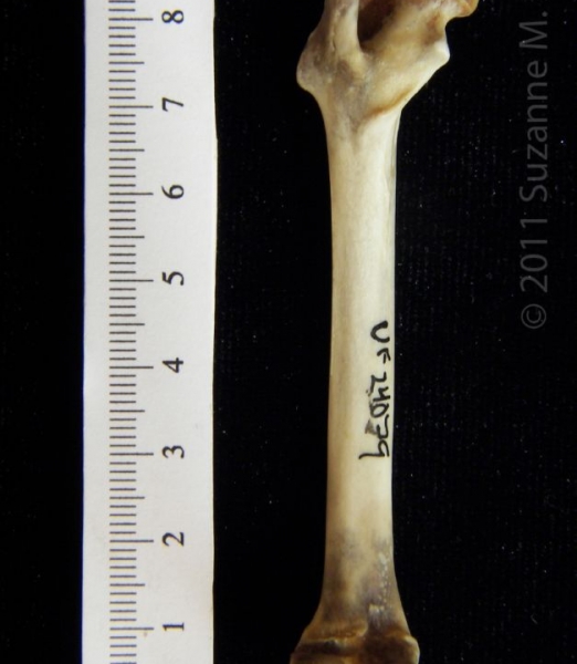 Posterior View Eastern Cottontail Rabbit Femur