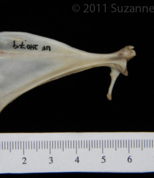 Anterior View Eastern Cottontail Rabbit Left Scapula