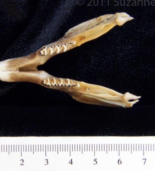 Superior View Eastern Cottontail Rabbit Mandible
