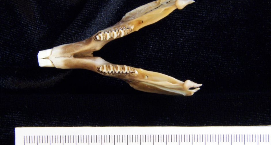 Superior View Eastern Cottontail Rabbit Mandible
