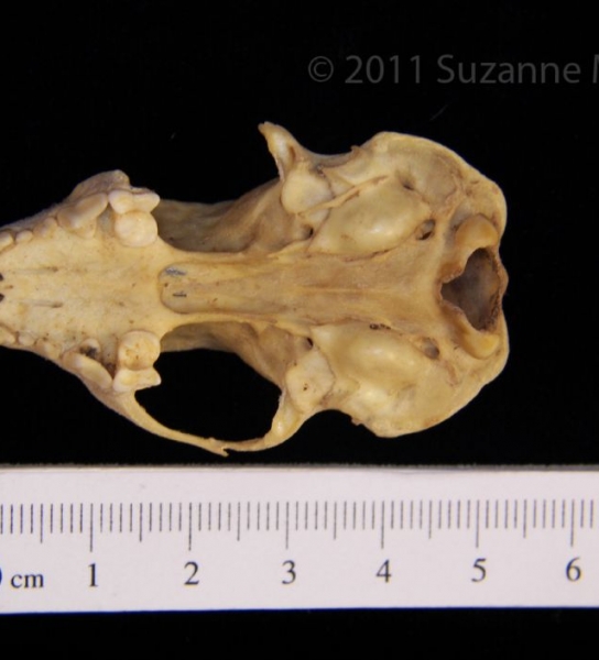 Inferior View Eastern Spotted Skunk Cranium