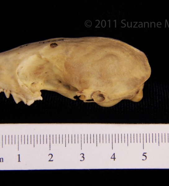 Lateral View Eastern Spotted Skunk Cranium