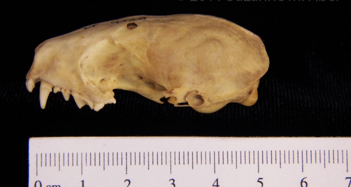 Lateral View Eastern Spotted Skunk Cranium