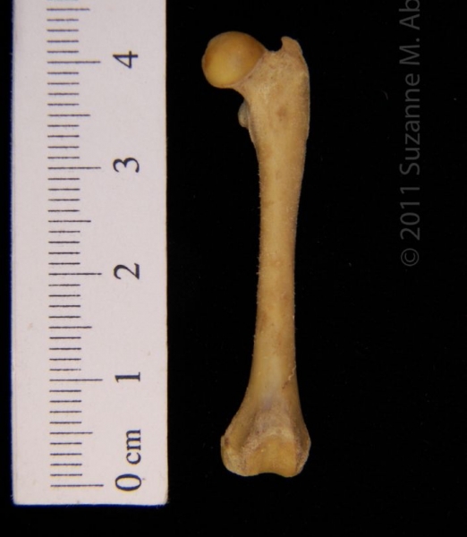 Anterior View Left Eastern Spotted Skunk Femur