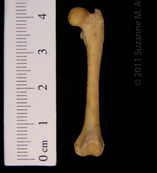 Anterior View Left Eastern Spotted Skunk Femur