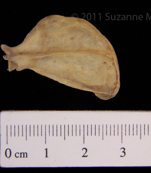 Posterior View Spotted Skunk Left Scapula