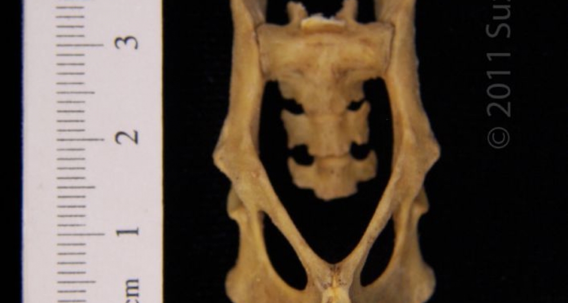 Anterior View Eastern Spotted Skunk Pelvis