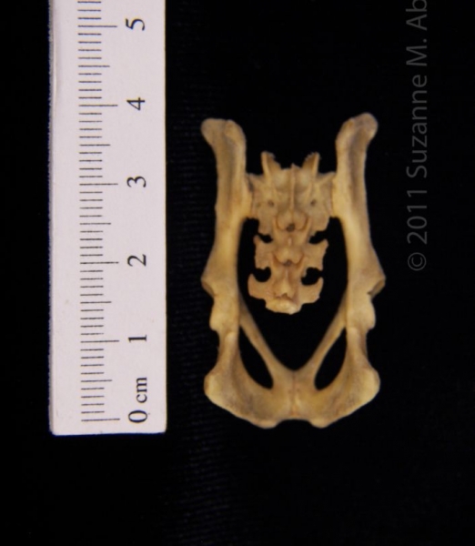 Posterior View Eastern Spotted Skunk Pelvis