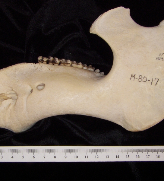 Lateral View Florida Manatee Mandible