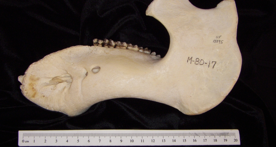 Lateral View Florida Manatee Mandible