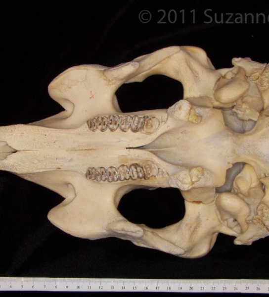 Inferior View Florida Manatee Cranium