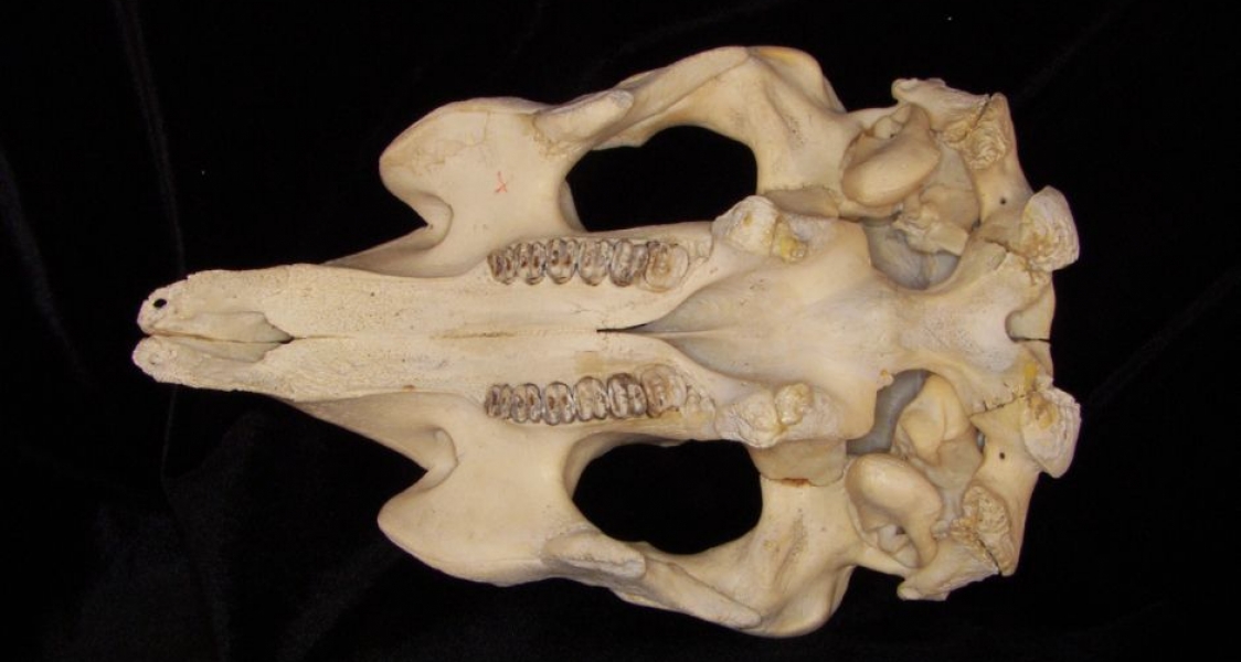 Inferior View Florida Manatee Cranium