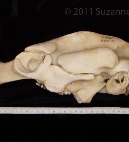 Lateral View Florida Manatee Cranium