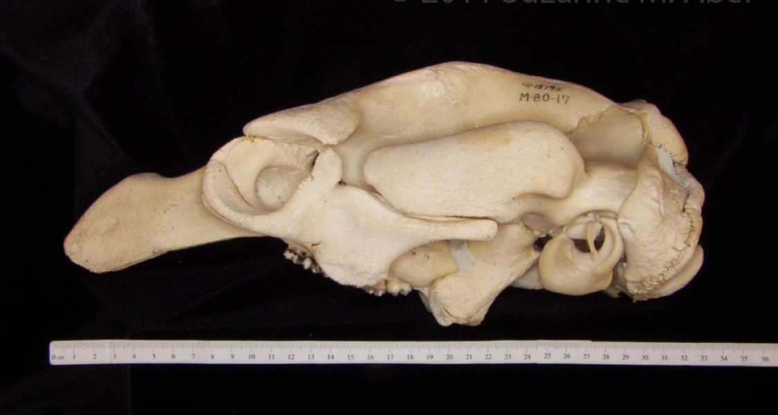 Lateral View Florida Manatee Cranium