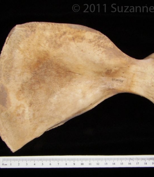 Anterior View Florida Manatee Left Scapula