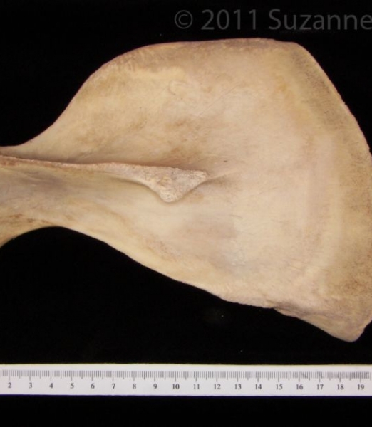 Posterior View Florida Manatee Left Scapula