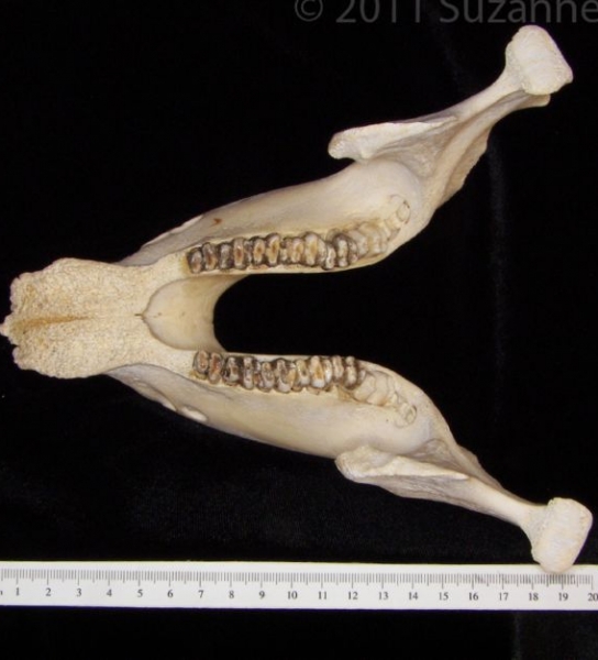 Superior View Florida Manatee Mandible