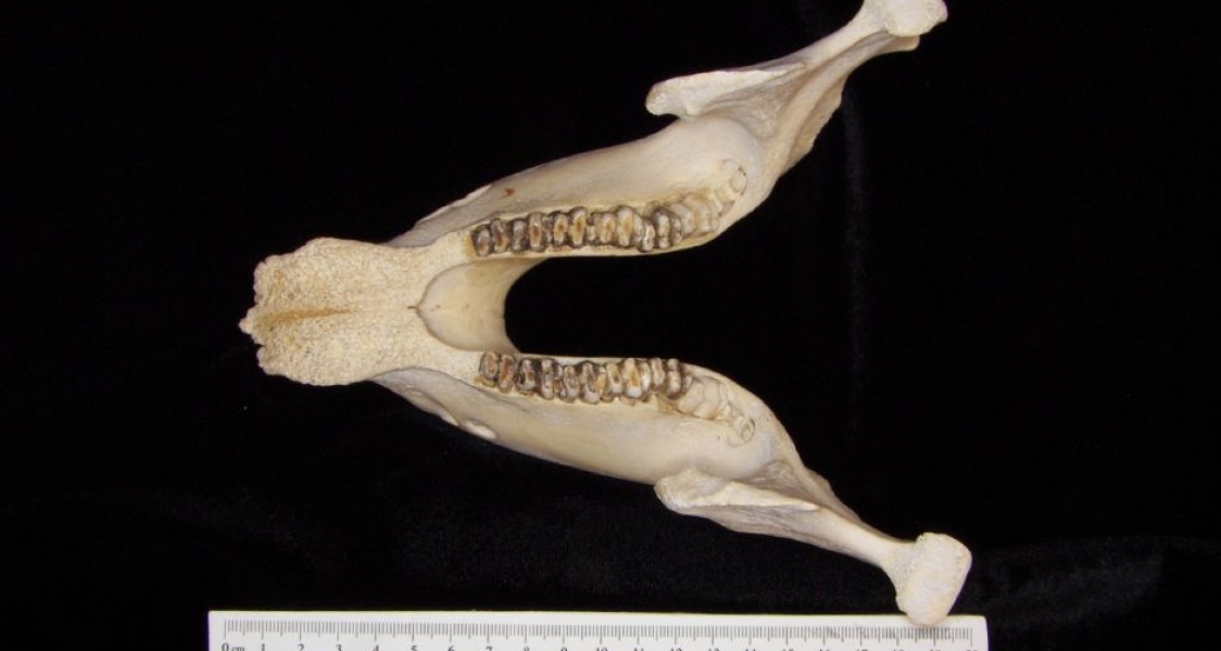 Superior View Florida Manatee Mandible