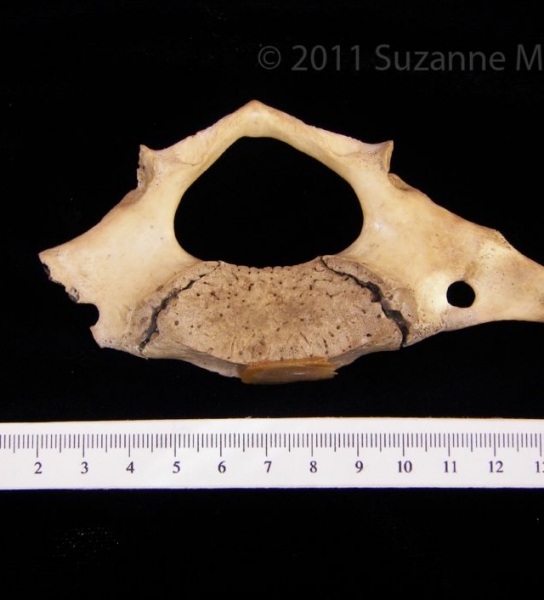 View1 Florida Manatee C1 Vertebrae