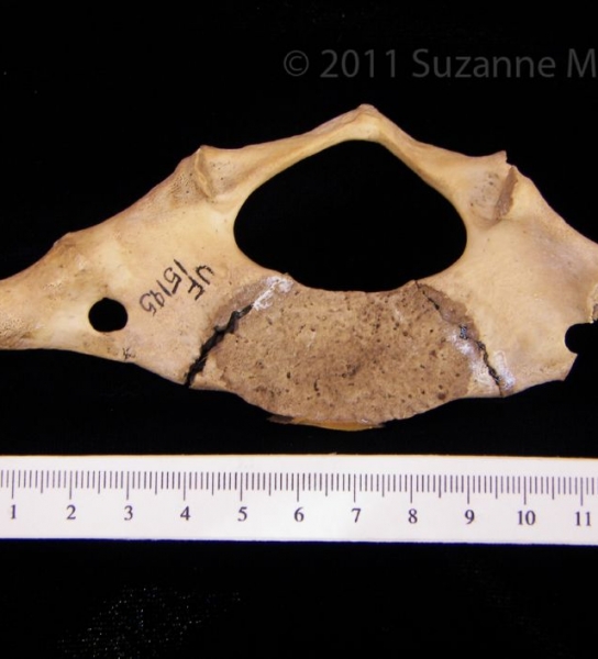 View2 Florida Manatee C1 Vertebrae