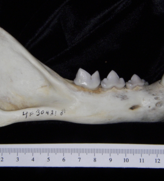 Lateral View Florida Panther Mandible