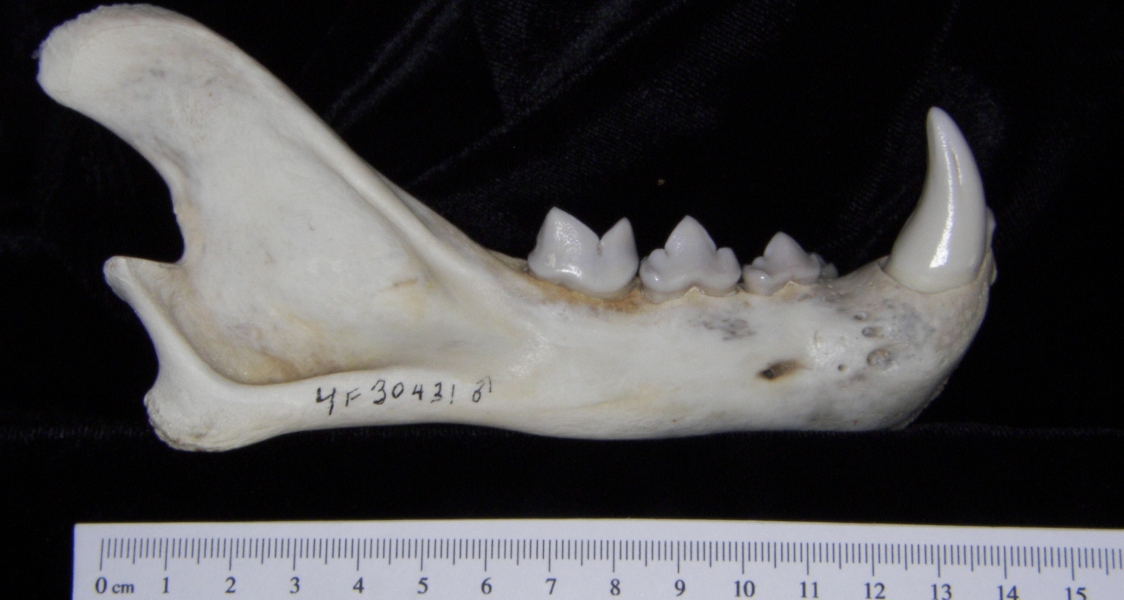 Lateral View Florida Panther Mandible