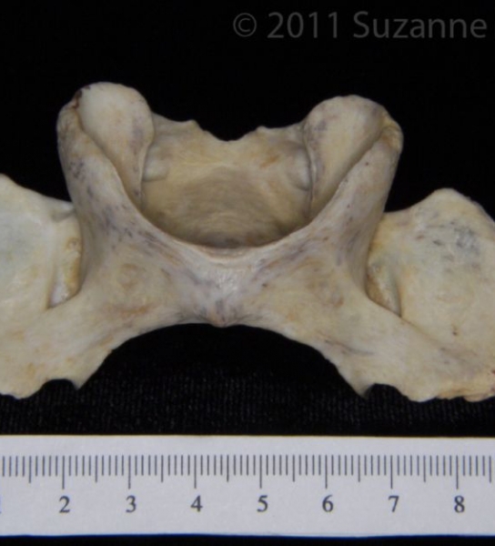 Inferior View Florida Panther C1 Vertebrae