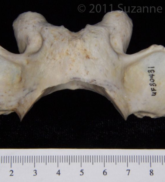 Superior View Florida Panther C1 Vertebrae