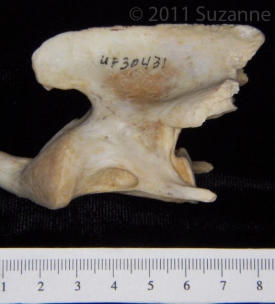 Lateral View Florida Panther C2 Vertebrae