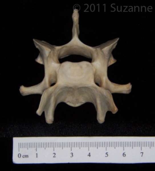 Cranial View Florida Panther C6 Vertebrae