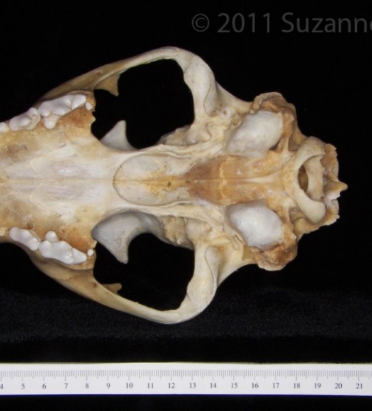 Inferior View Florida Panther Cranium