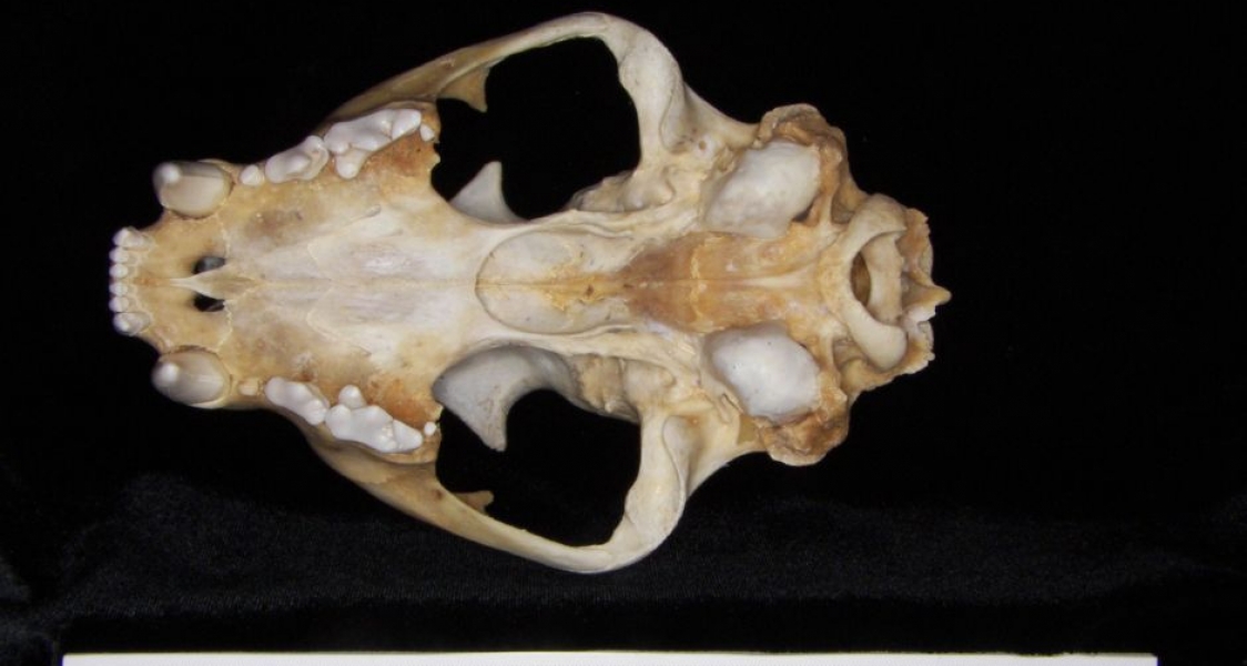 Inferior View Florida Panther Cranium