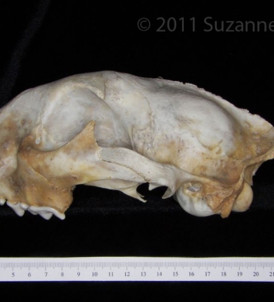 Lateral View Florida Panther Cranium