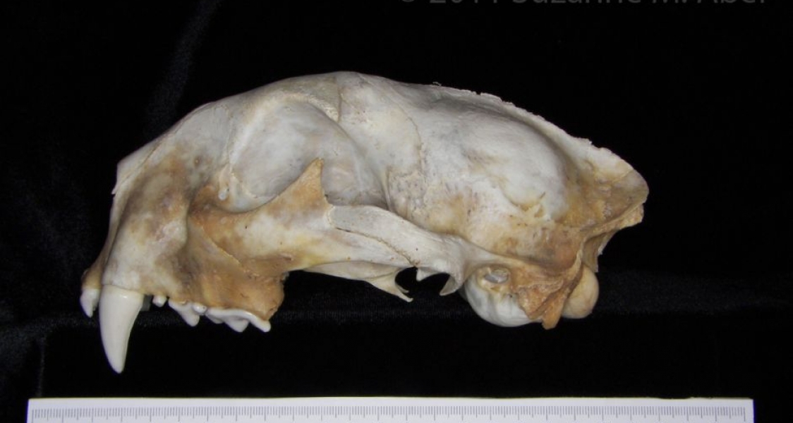 Lateral View Florida Panther Cranium