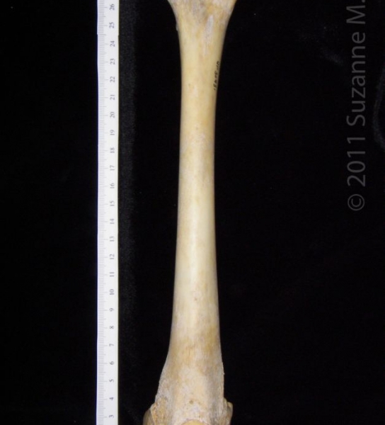 Anterior View Left Florida Panther Femur