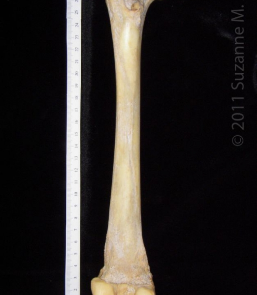 Posterior View Left Florida Panther Femur