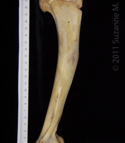 Anterior View Left Florida Panther Humerus