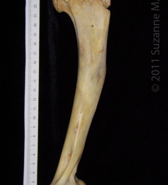 Anterior View Left Florida Panther Humerus