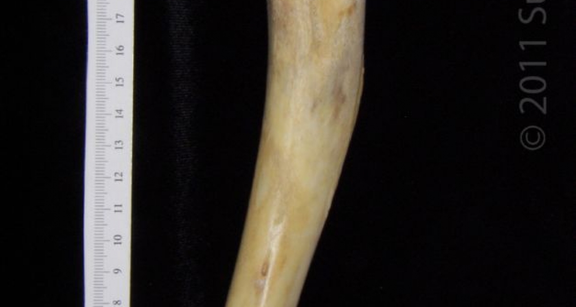 Anterior View Left Florida Panther Humerus