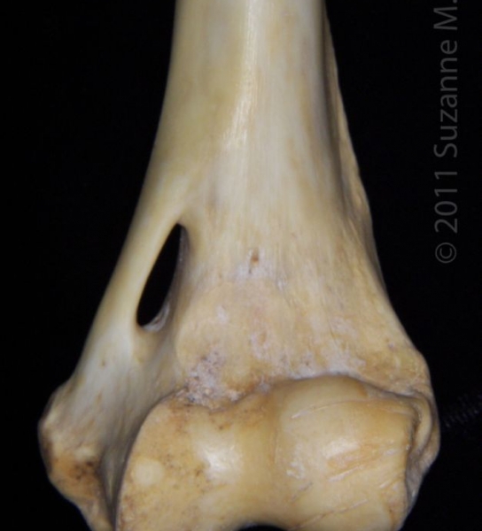 Distal/Posterior Left Florida Panther Humerus