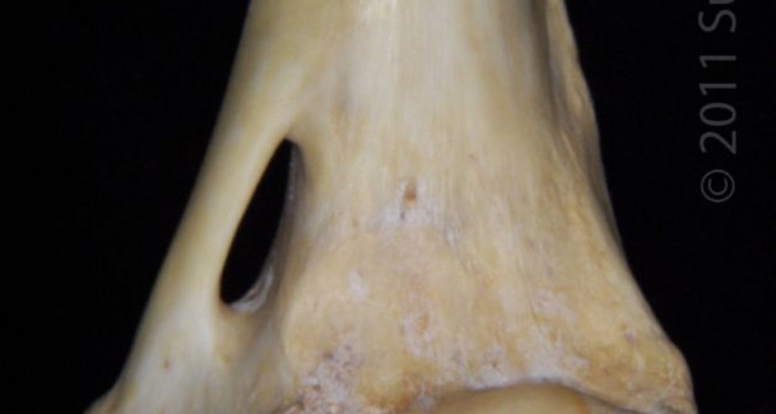 Distal/Posterior Left Florida Panther Humerus