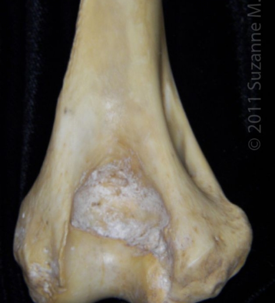 Distal/Anterior View Left Florida Panther Humerus