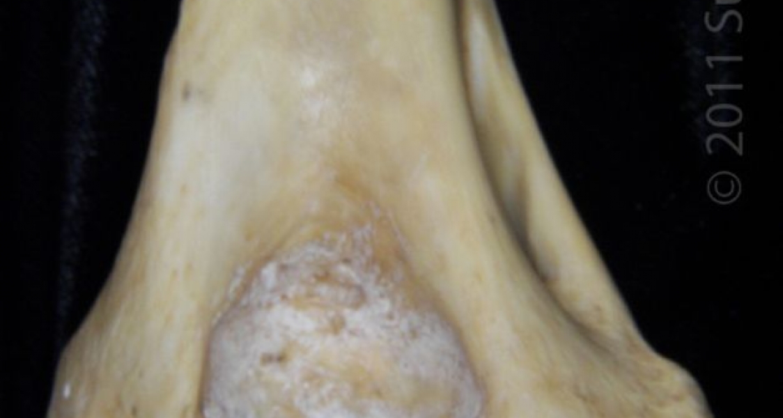 Distal/Anterior View Left Florida Panther Humerus