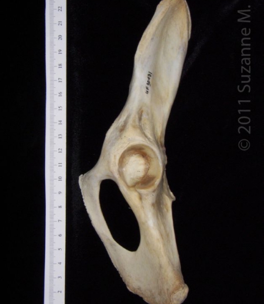 Ventral View Left Florida Panther Innominate