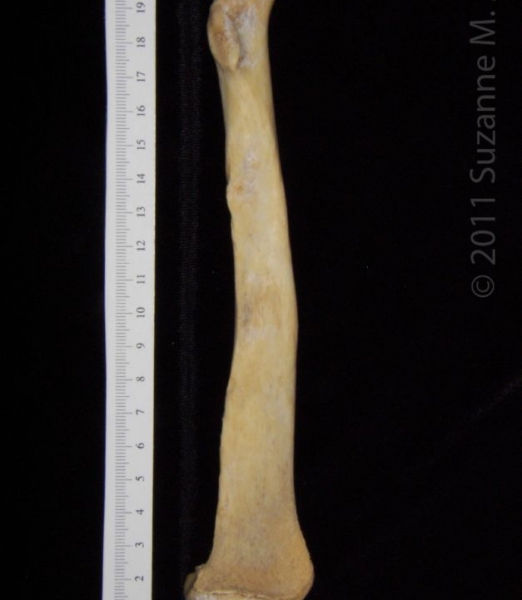 Anterior View Left Florida Panther Radius